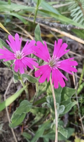 Silene hookeri, photograph 1