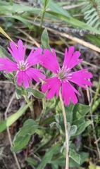 Silene hookeri