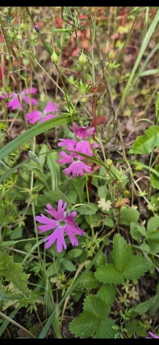 Silene hookeri, photograph 2