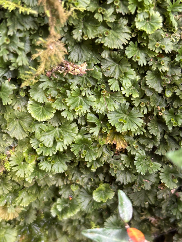 Tiny Bristle Fern