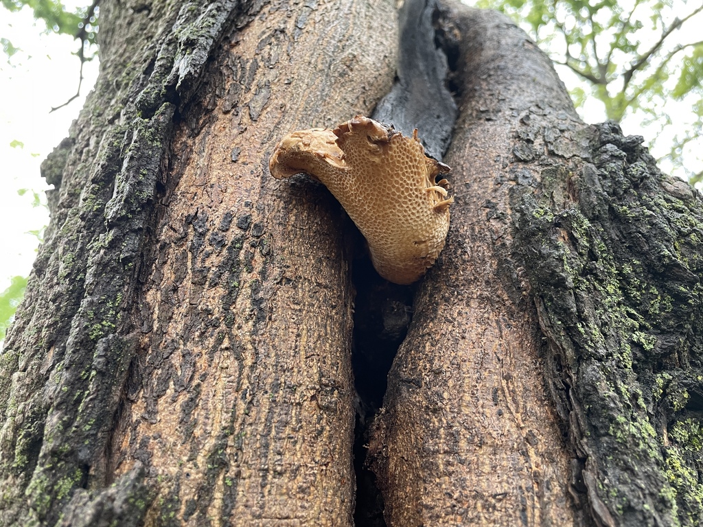 Dryad's Saddle · May 2026 · photo: Photo: (c) Henry Van T. Cotter, some rights reserved (CC BY) · iNaturalist