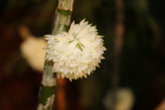 Dendrobium purpureum