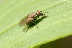 Muscoidea
