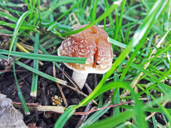 Psathyrella