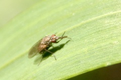 Muscoidea