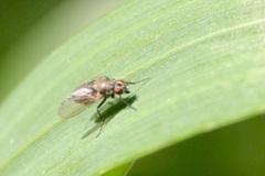 Muscoidea