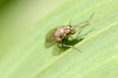 Muscoidea