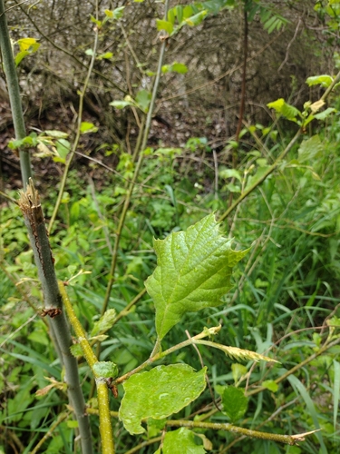 Sycamore