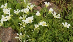 Limnanthes