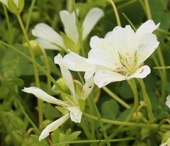 Limnanthes