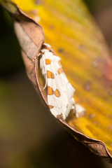 Conchylodes octonalis