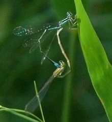 Enallagma exsulans