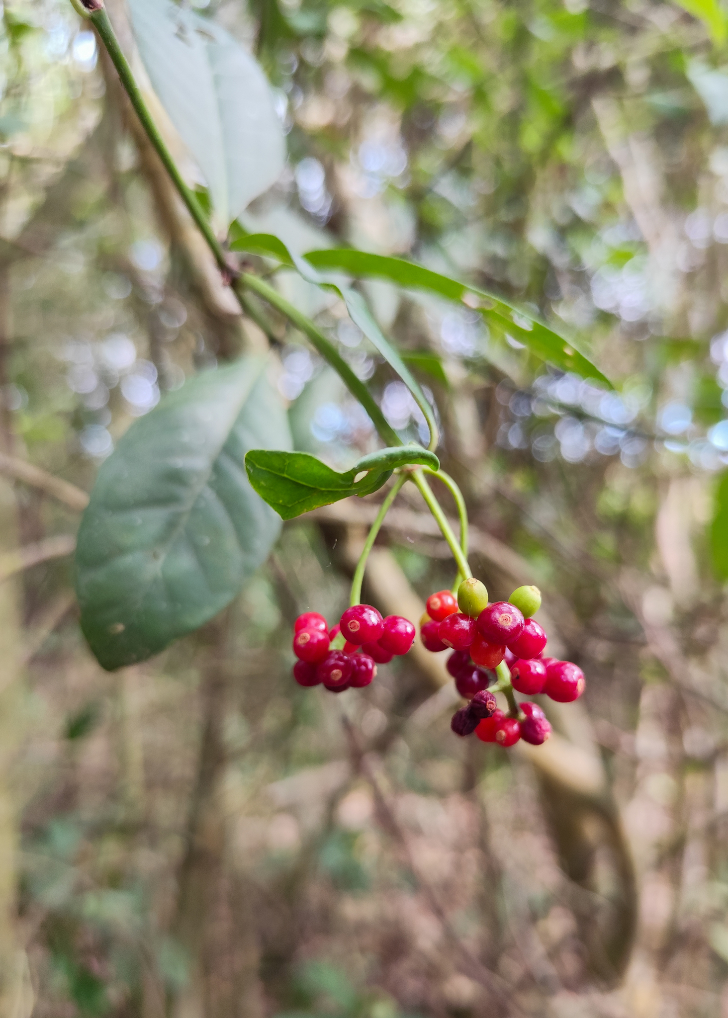 Imagem de Fruta de-sanhaço