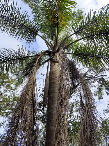 Queen palm