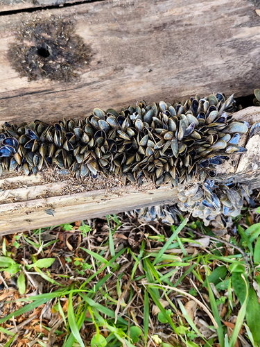 Golden Mussel