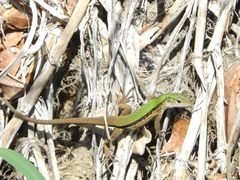 Kentropyx altamazonica