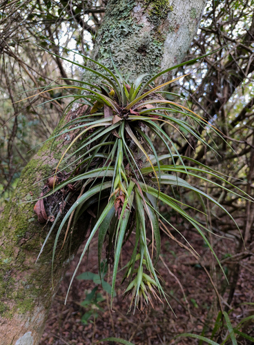 Tillandsia geminiflora