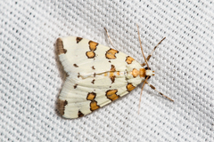 Conchylodes octonalis