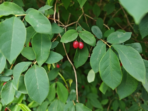Lonicera gracilipes, photograph 3