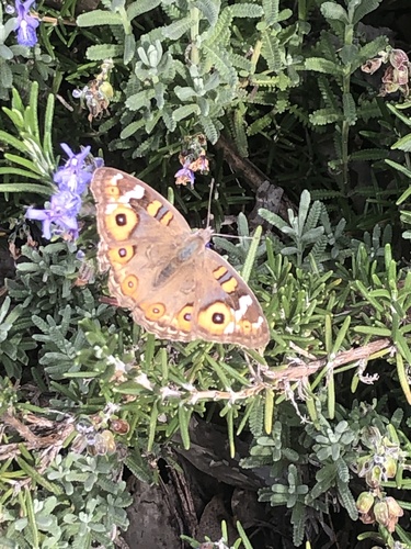 Meadow Argus