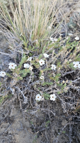 Granite Prickly Phlox