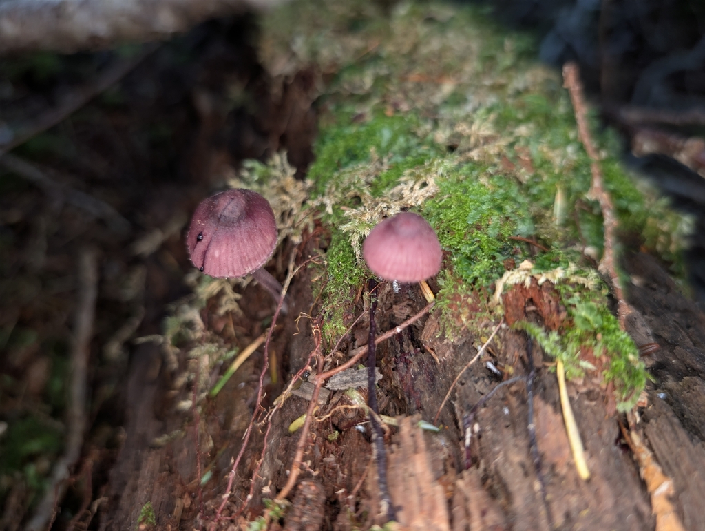 Bleeding Fairy Helmet · May 2026 · photo: Photo: (c) moemeikle, some rights reserved (CC BY) · iNaturalist