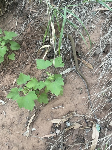 Common keelback