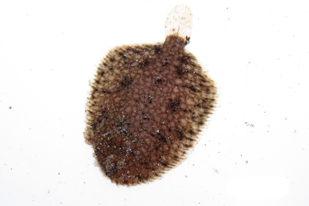Scrawled Sole