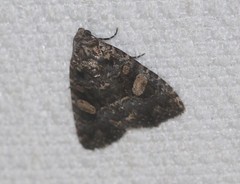 Condica macrosema