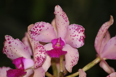 Cattleya amethystoglossa