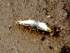 Antigonus emorsa