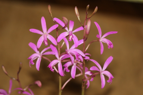 Caulescens Orchid