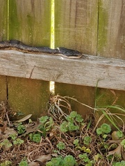 Pantherophis obsoletus