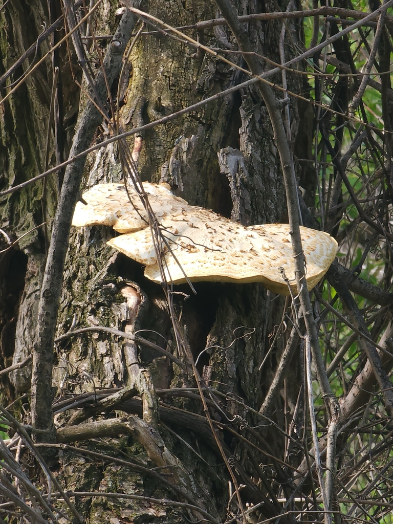 Dryad's Saddle · May 2026 · photo: Photo: (c) Jensyn Scott, some rights reserved (CC BY) · iNaturalist