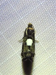 Cydia albimaculana
