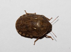 Eurygaster integriceps