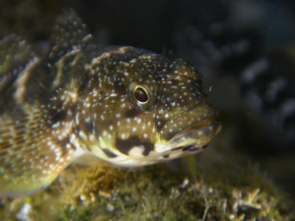 Mauligobius