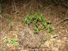 Asparagus asparagoides