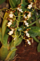 Oncidium maculatum