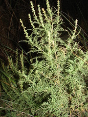 Ambrosia tenuifolia