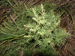 Ambrosia tenuifolia