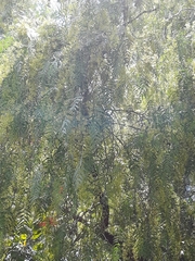 Schinus molle