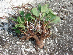 Limonium brasiliense