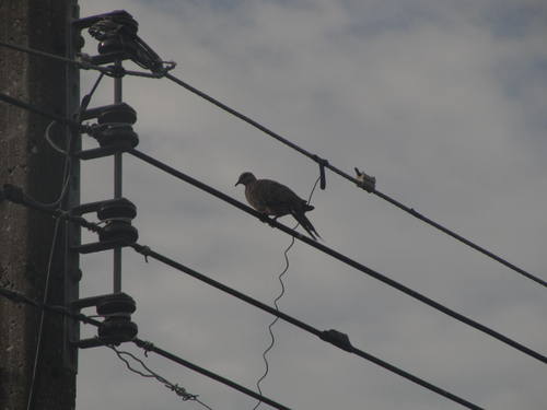 Spotted Dove