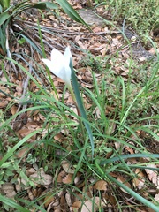 Zephyranthes drummondii