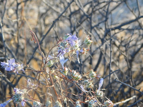 Eriastrum eremicum, photograph 6