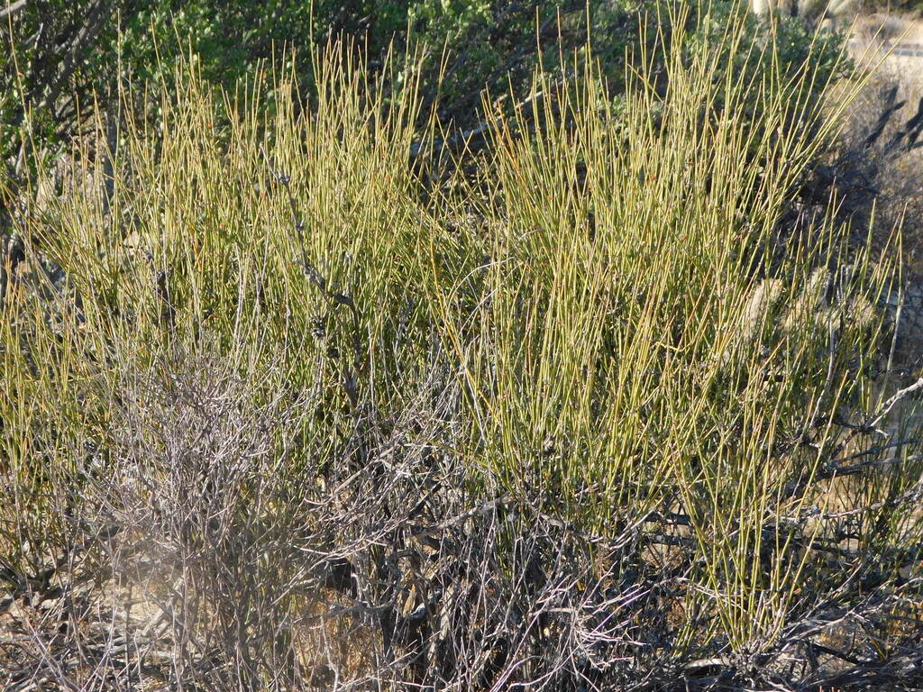 Ephedra californica; photograph (c) Jose Luis Leon de la Luz, some rights reserved (CC BY)