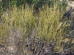 Ephedra californica