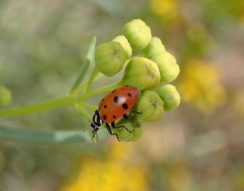 Ladybug