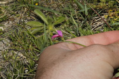 Onobrychis aequidentata